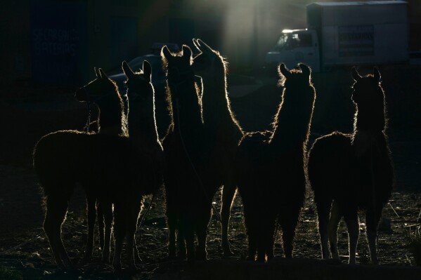 Llamas wait to be sold on Palm Sunday at the Feria de Ramos, in El Alto, Bolivia, Sunday, March 29, 2026. (AP Photo/Juan Karita)