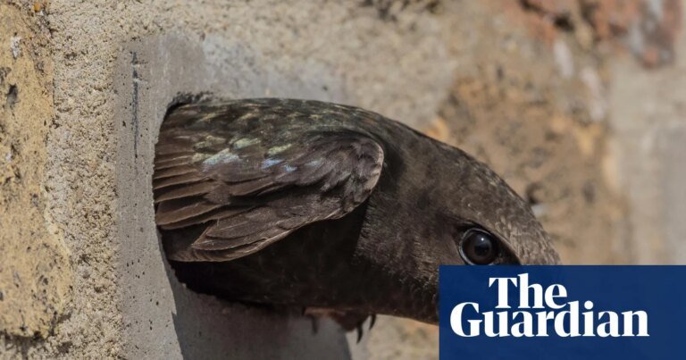 Anger as swifts’ nesting holes in Derbyshire rail viaduct ‘blocked up’