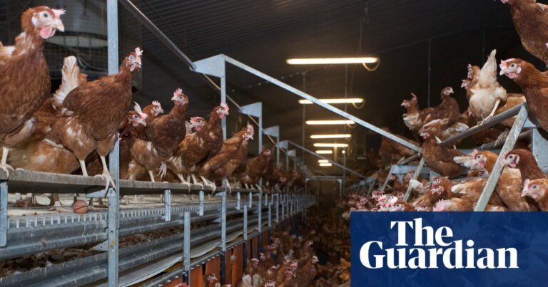 Government plan to relax rules on industrial chicken farms is wrong | Letter