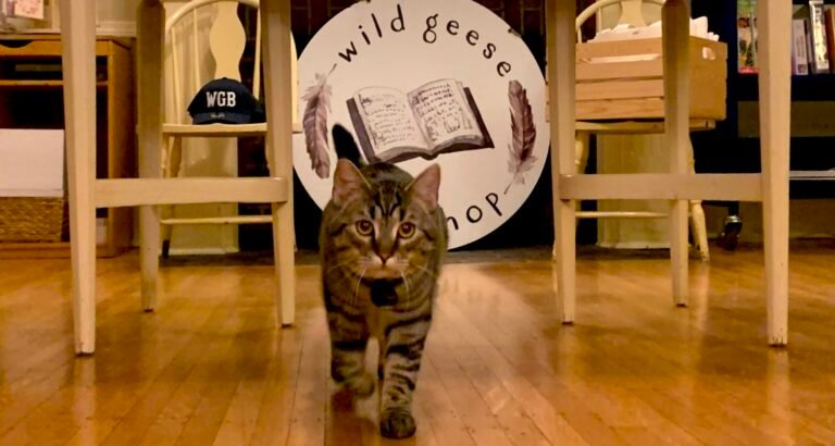 Meet These Delightful Bookshop Cats (and One Dog!)