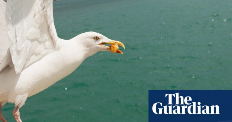 Painting eyes on takeaway boxes can stop gulls stealing chips, study shows