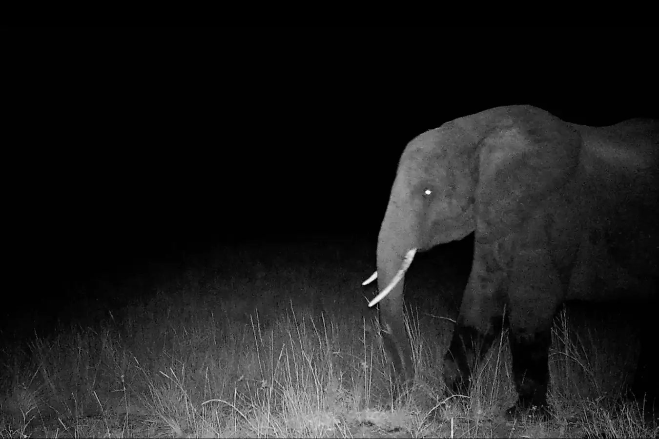 The first photo of a ghost elephant captured by a motion controlled camera. The eyes glow in this night shot. (Credit: Courtesy of The Wilderness Project Archive) Ghost Elephants