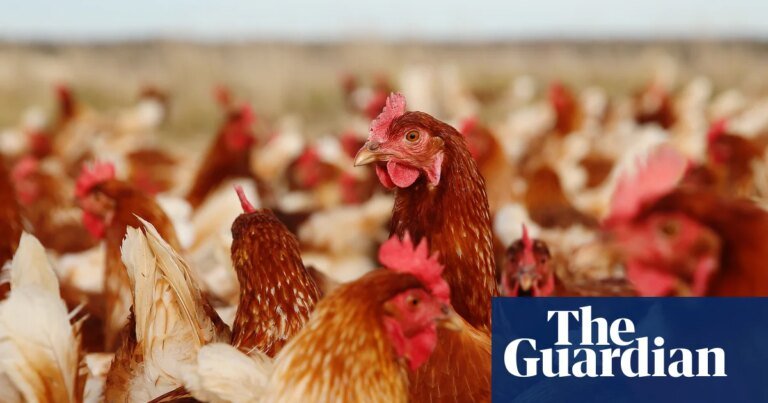 Soy is not the sole component of a poultry diet | Letters