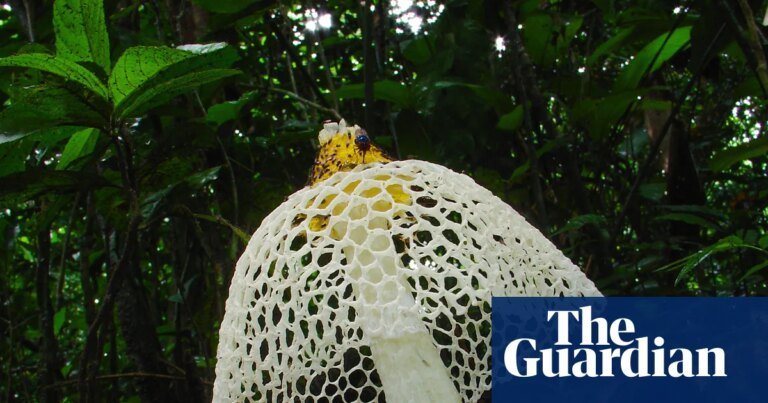 ‘Without them there is no life’: the race to understand the mysterious world of Africa’s fungi