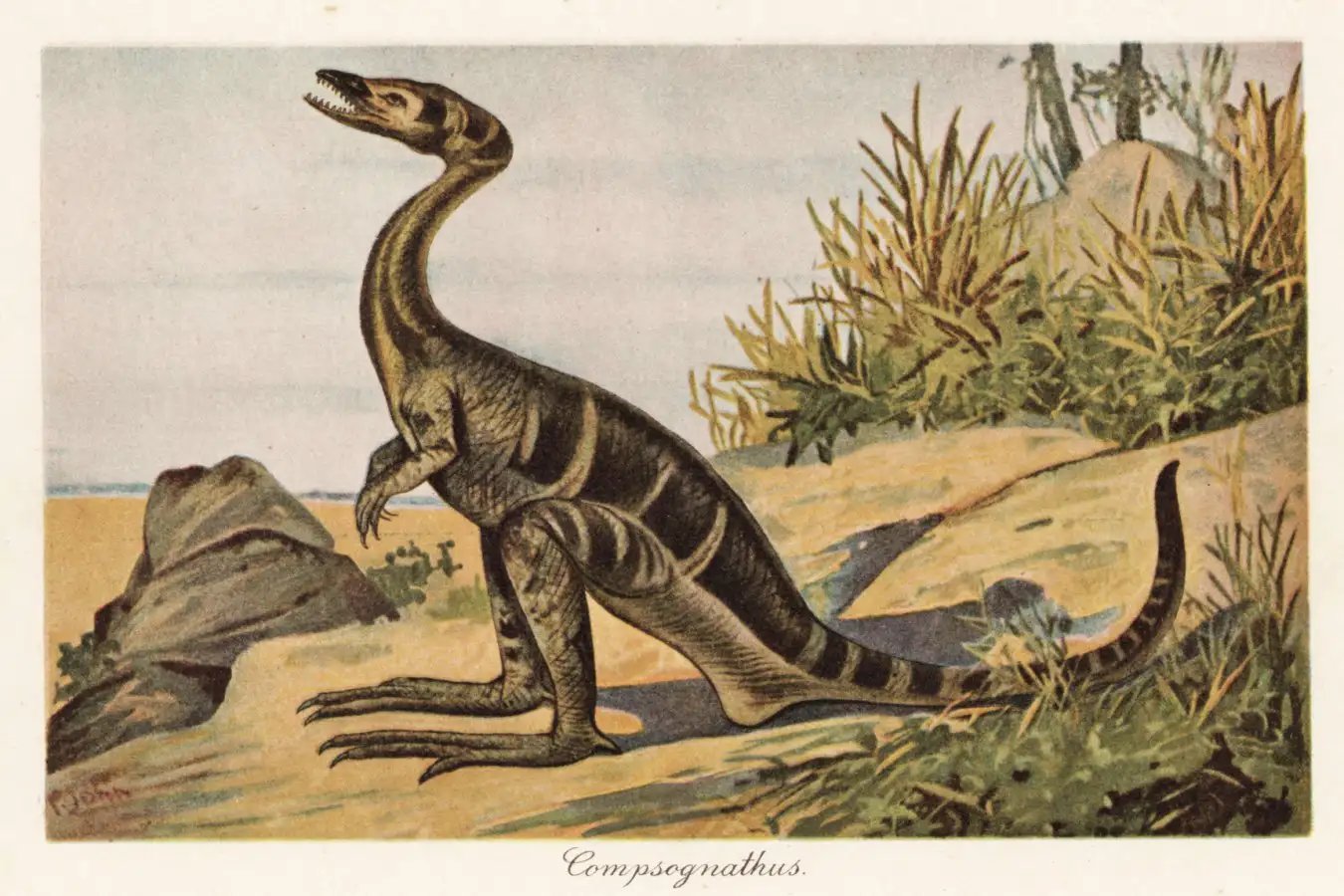 2JG3EDF Reconstruction of a Compsognathus longipes, small, bipedal, carnivorous theropod dinosaur of the Jurassic. Colour printed illustration by F. John from Wilhelm Bolsche??s Tiere der Urwelt (Animals of the Prehistoric World), Reichardt Cocoa company, Hamburg, 1908.