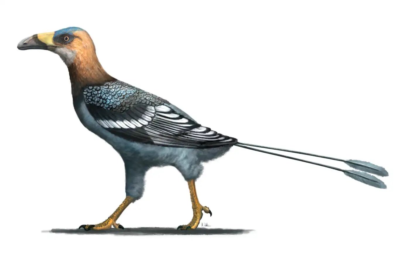 Illustration of a Falcatakely prehistoric bird. This bird lived 70-68 million years ago during the Late Cretaceous period in Madagascar. Falcatakely, part of the extinct enantiornithine birds, was similar in size to crows. It had a novel, sickle-shaped beaks not seen in other Mesozoic birds.