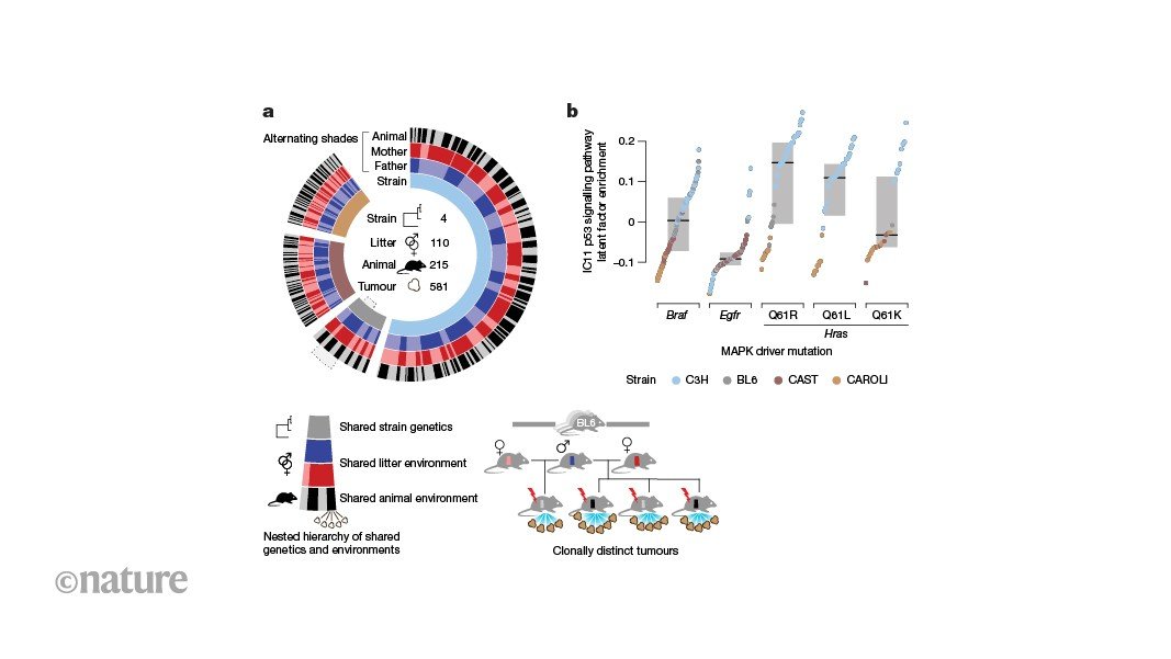 Background genetics and new mutations interact to direct cancer evolution