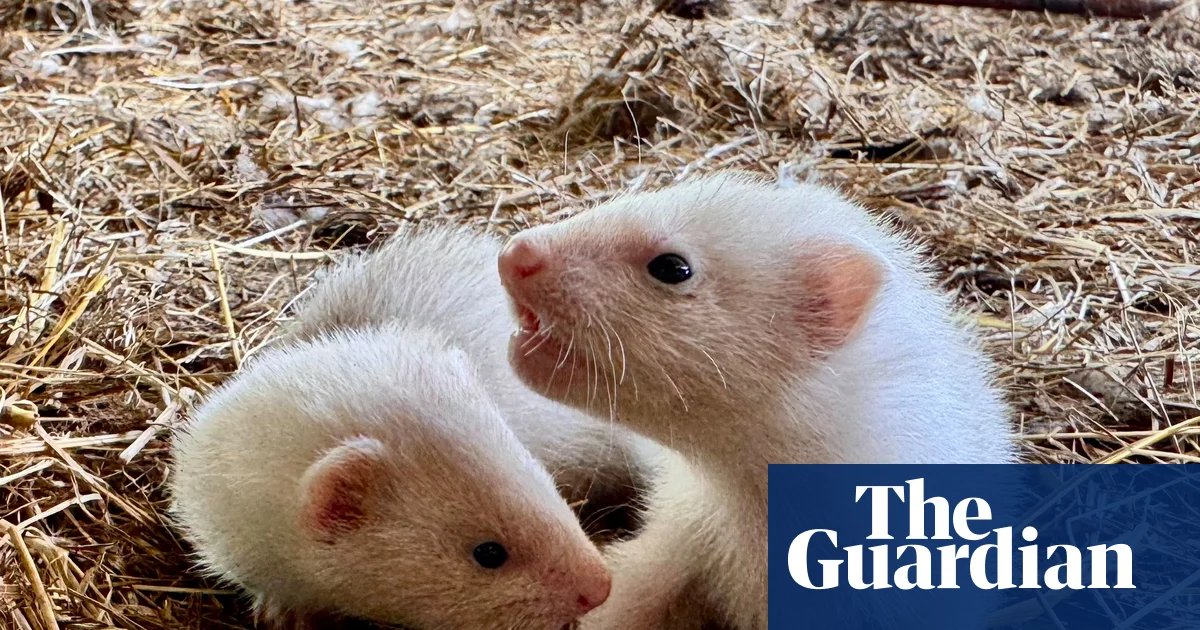 Country diary: Breeding ferrets is a wonderfully chaotic business |