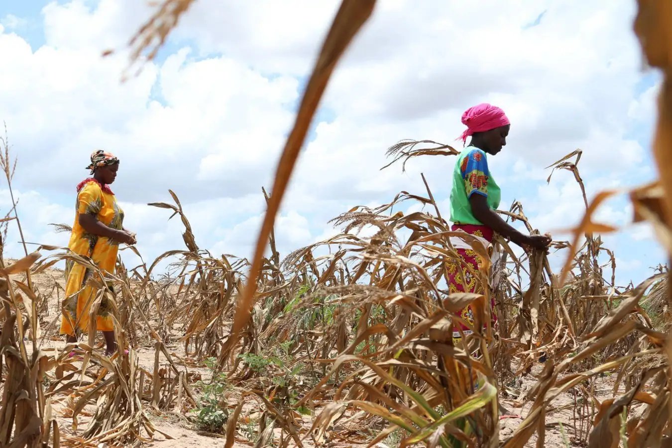 Global warming already causing crop losses of over  billion a year
