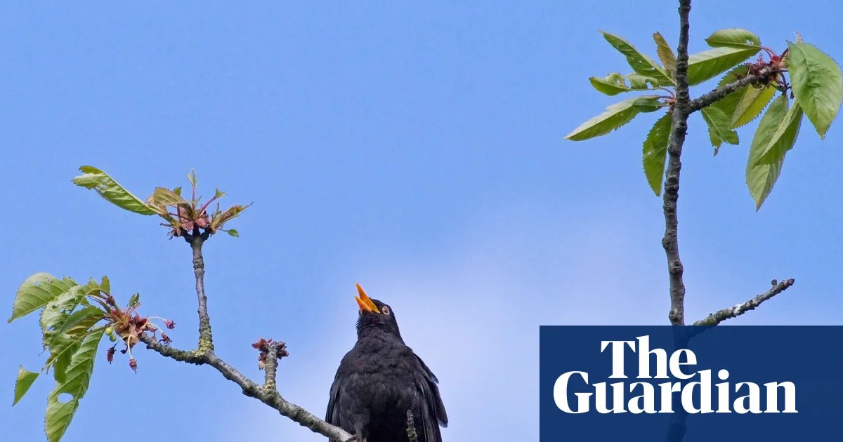 In tune with the local blackbirds | Letters