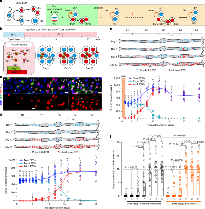 Intestinal stem cells count self-renewal divisions to switch multipotency