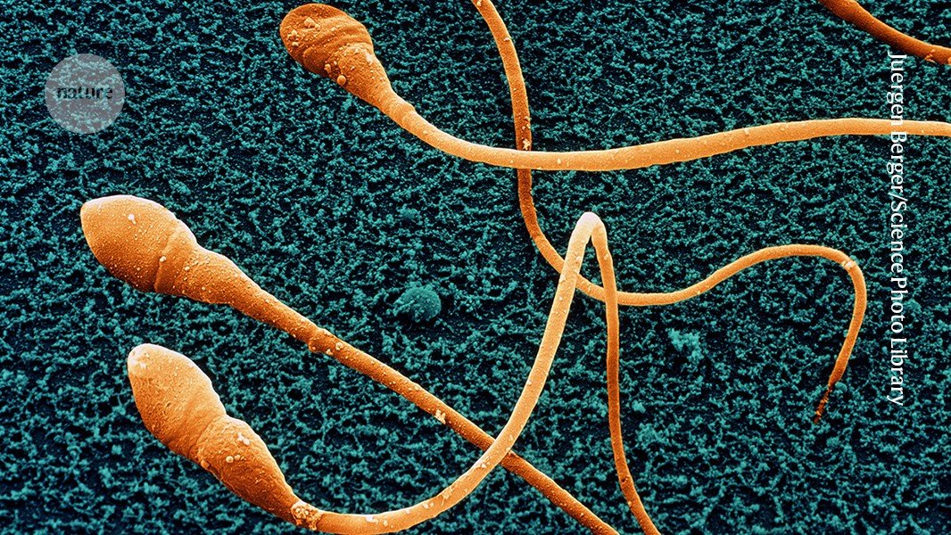 Lab-grown sperm: scientists inch closer to fertility breakthrough