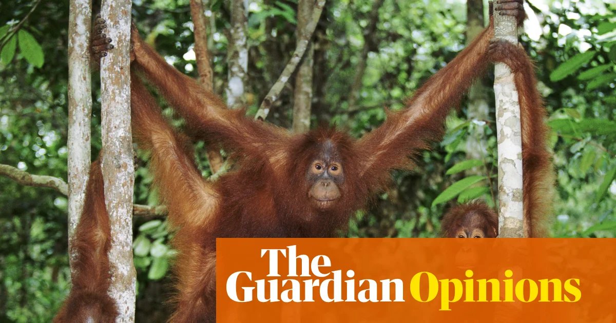 Make the kids’ summer holidays go with a bang – play together like orangutans | Helen Pilcher