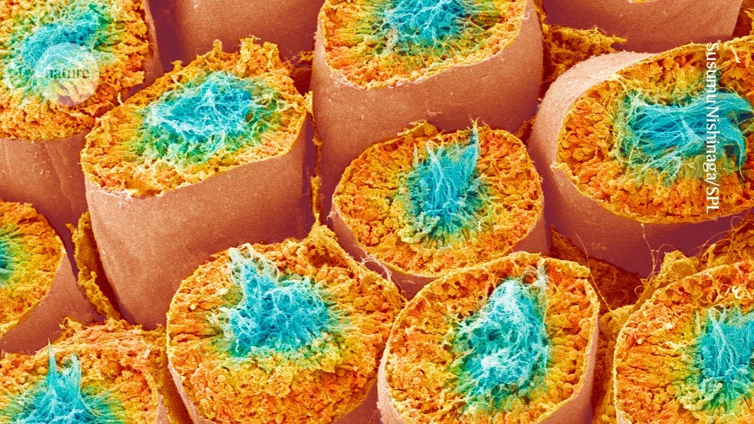 Man’s ability to make sperm restored after testicular tissue transplant: what scientists think