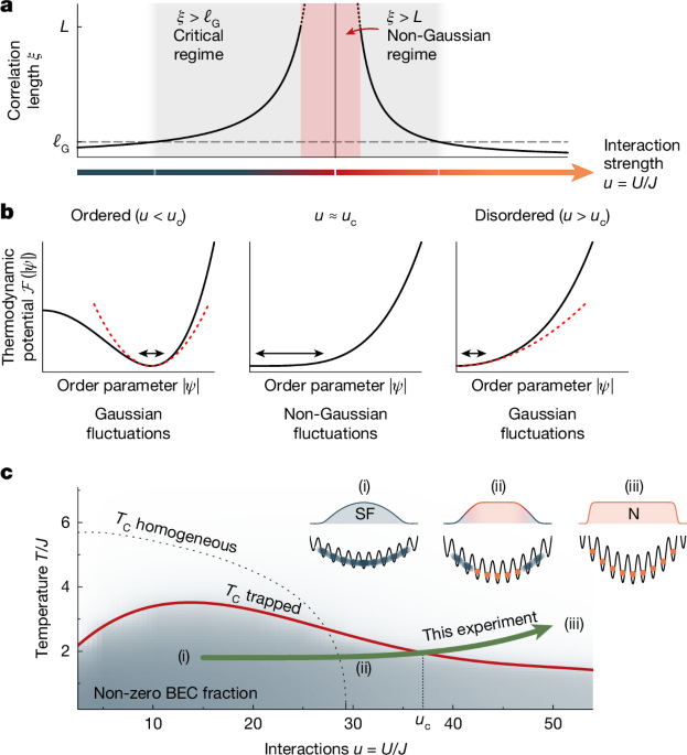 Non-Gaussian statistics of the order parameter across a phase transition