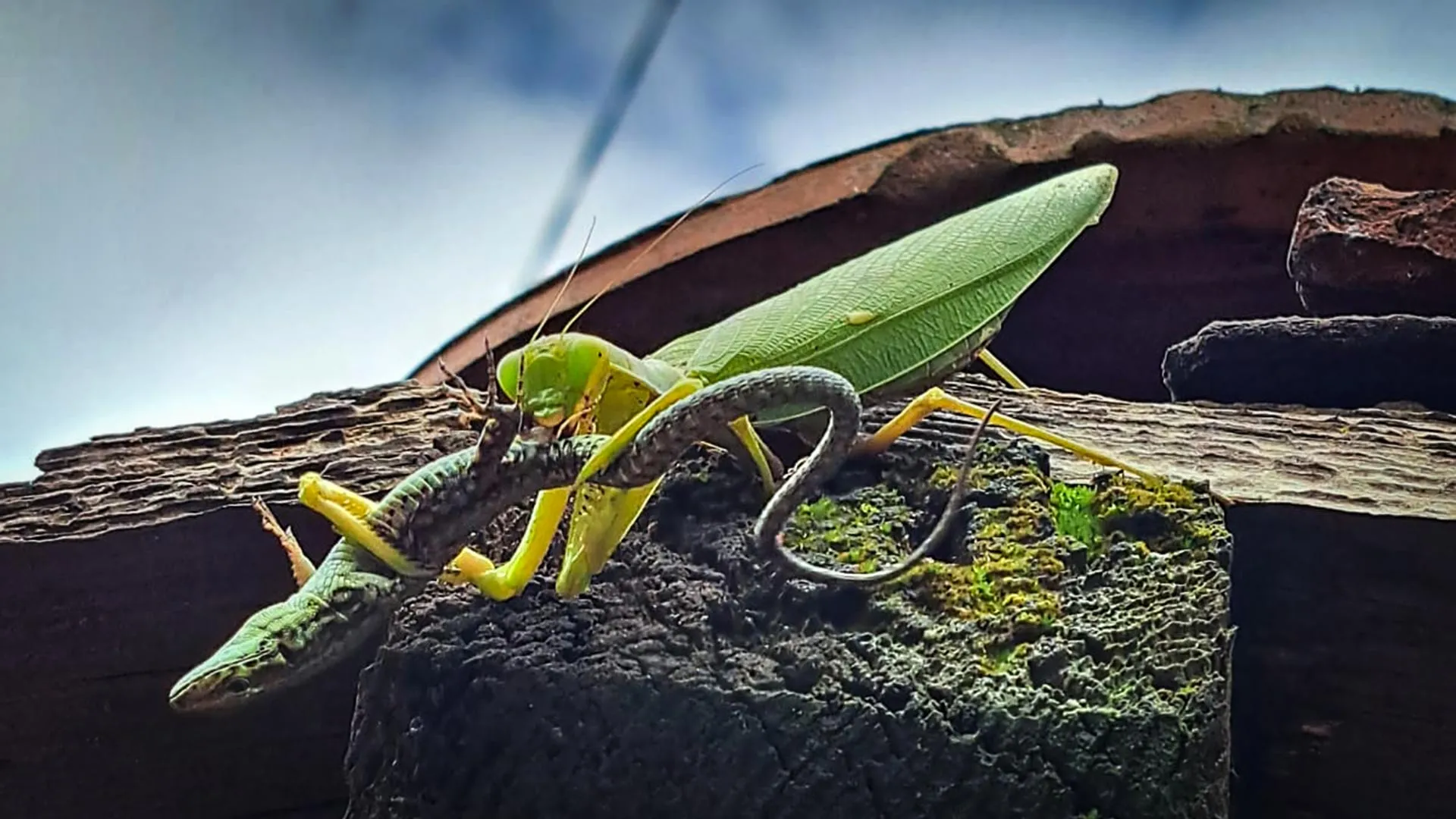 Scientists warn invasive Asian mantises are threatening Europe's wildlife