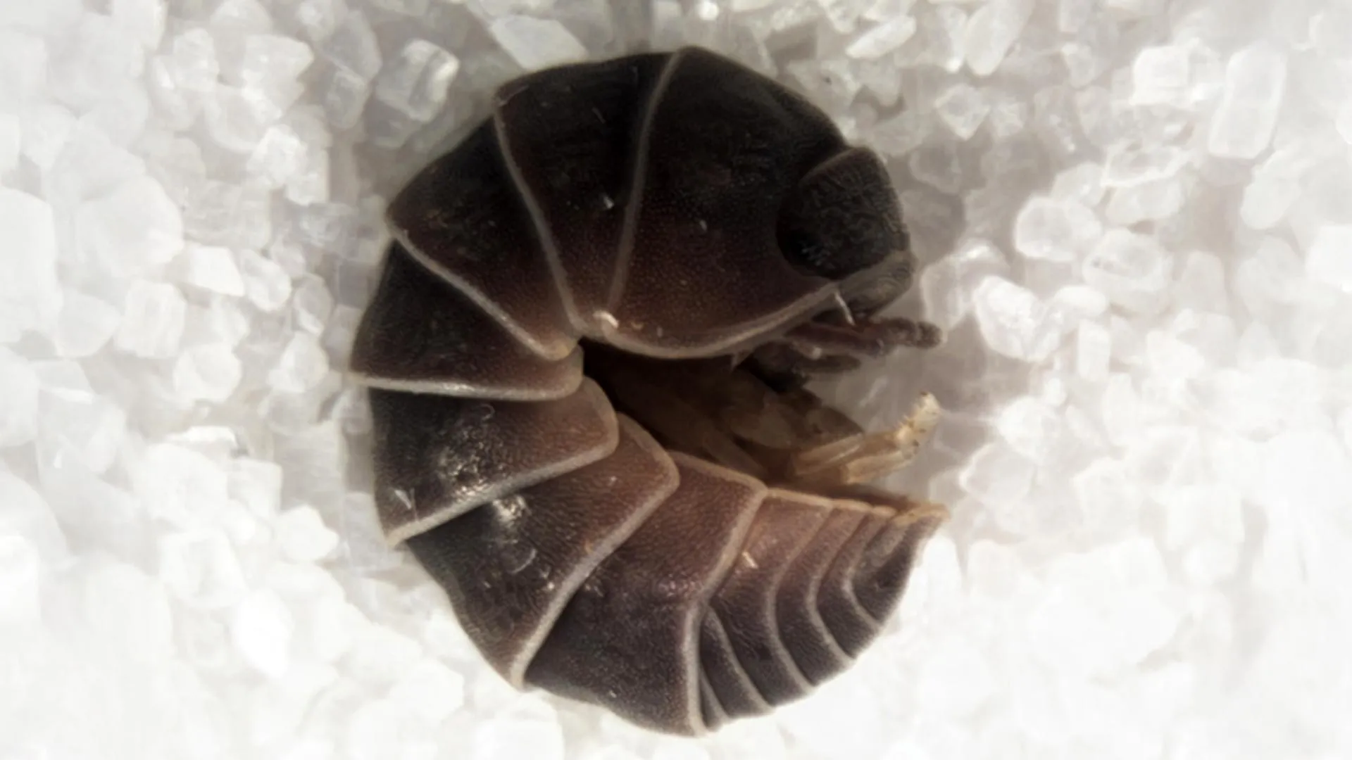 Streetlights are trapping thousands of pill bugs in giant “death spirals”