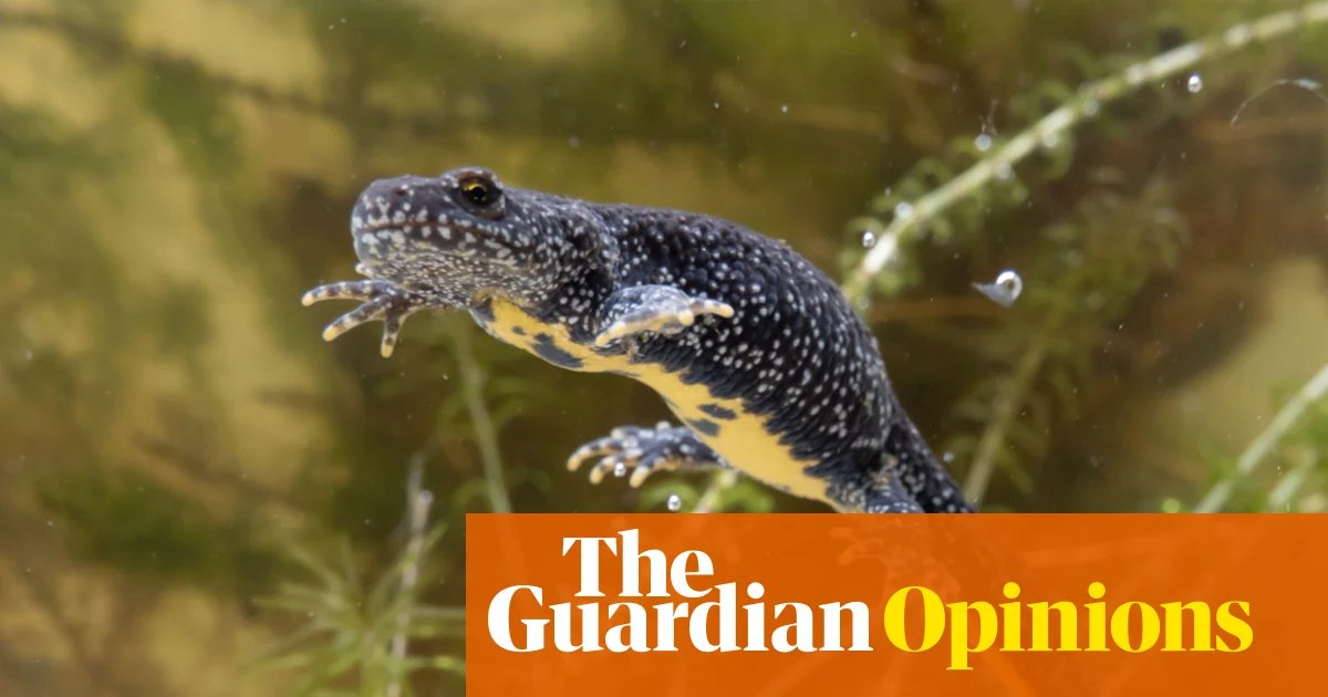 The Guardian view on ponds: these freshwater havens need a law of their own | Editorial