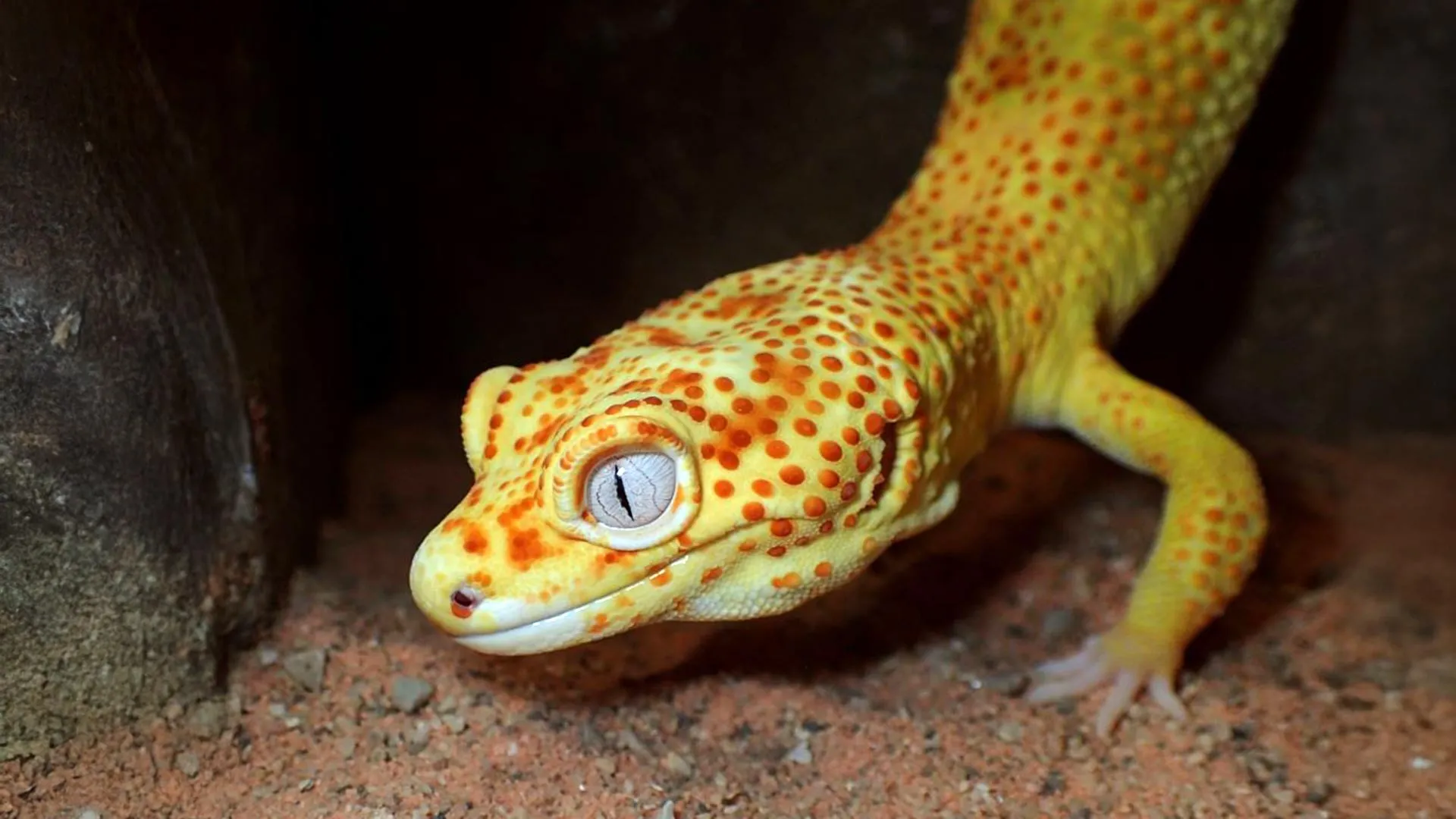 This pet gecko could help scientists unlock the secrets of cancer