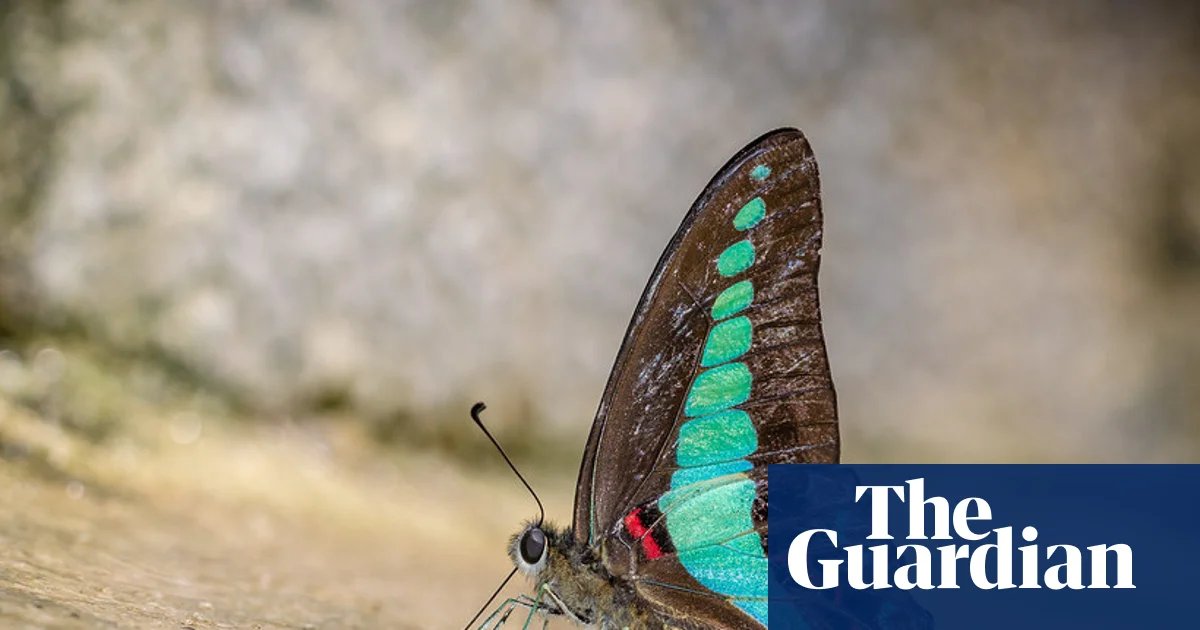 Butterflies around the world are changing habitats – and experts say it’s ‘signalling a warning’
