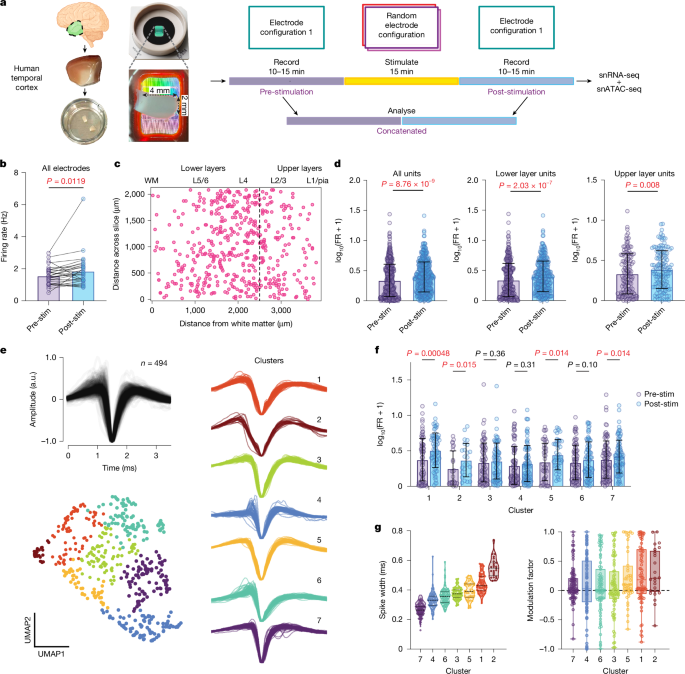 Stimulation modulates gene-linked cell assemblies in the human brain